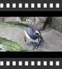 ../pictures/Akron Zoo/DSCF5013_1_small_icon.jpg